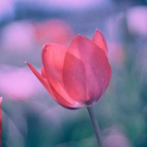 دانلود آهنگ گلپا قدر محبت